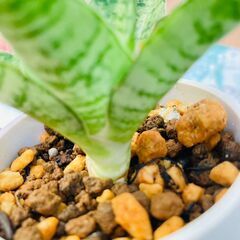 【観葉植物】サンスベリア・パゴダ（2.5号ホワイト鉢つき）の画像