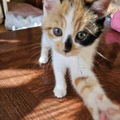 10月生まれ　三毛♀️