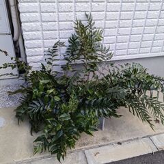 オニヤブソテツ鬼藪蘇鉄と、アジアンタムの画像