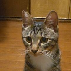 キジ白の男の子　7か月のせな