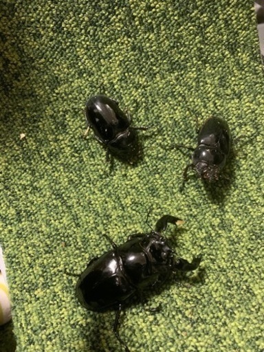 タランドゥスオオツヤクワガタ