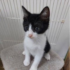 甘えん坊でご飯大好き💓なアトム君😸