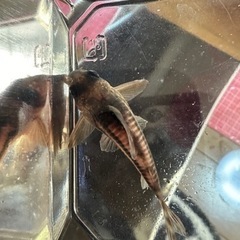 決まりました】コリドラス スーパーアンチェスター(コルレアと交換可)