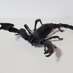 いきもの大図鑑　サソリ　ダイオウサソリ　大　ガチャ