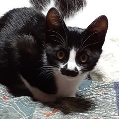 白黒の男の子　有り難うございました無事に里親さん決まりました - 猫