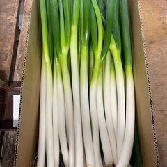 ネギ 5kg
