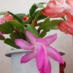 【決まりました】シャコバサボテン2色植え