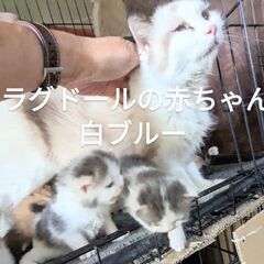 白×グレーの赤ちゃん 