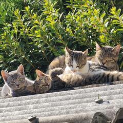 猫家族の捕獲と保護