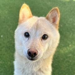 【飼い主様決まりました】豆柴のこんちゃん🦊