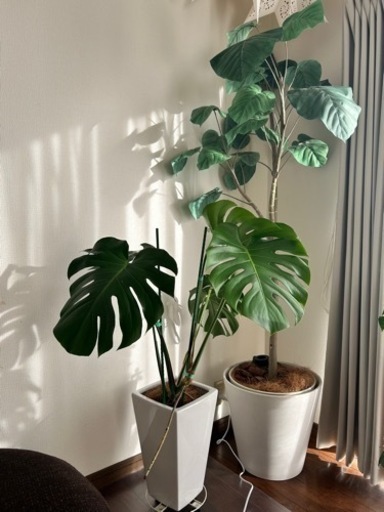 観葉植物