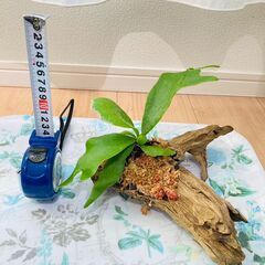 【着生シダ植物】ビカクシダ（コウモリラン）プラティセリウム・ネザ...