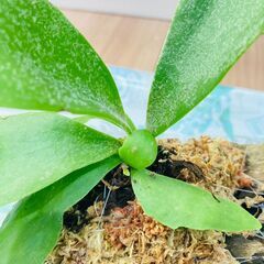 【着生シダ植物】ビカクシダ（コウモリラン）プラティセリウム・ネザーランドの画像