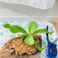 【着生シダ植物】ビカクシダ（コウモリラン）プラティセリウム・ネザ...