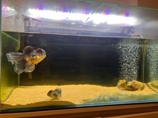 ※週末値下げ！　90cm水槽セット