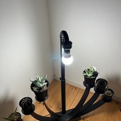 植物棚