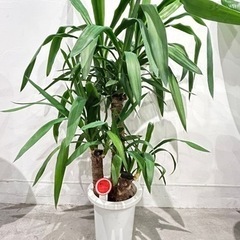 ユッカエレファンティペス青年の樹