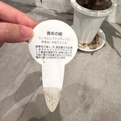 ユッカエレファンティペス青年の樹の画像