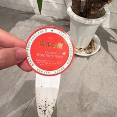 ユッカエレファンティペス青年の樹の画像