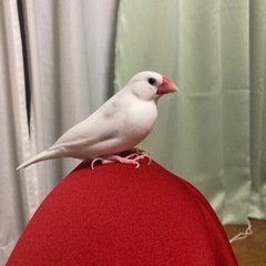 白文鳥 里親募集