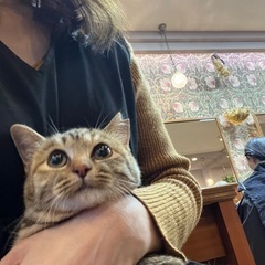 コロコロまんまるコロンちゃん💓里親様決定