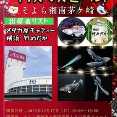 改良メダカ販売します！　クリスマスセール！