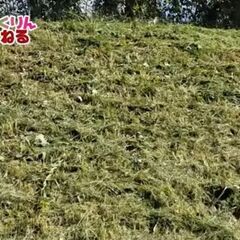 【低コスト✨】草刈りをアオプロにお任せください！ラジコン式草刈り機を使って素早く丁寧に草刈り代行をいたします！ - 不用品処分