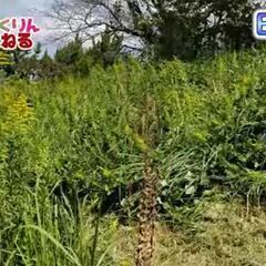 【低コスト✨】草刈りをアオプロにお任せください！ラジコン式草刈り機を使って素早く丁寧に草刈り代行をいたします！ - 北九州市