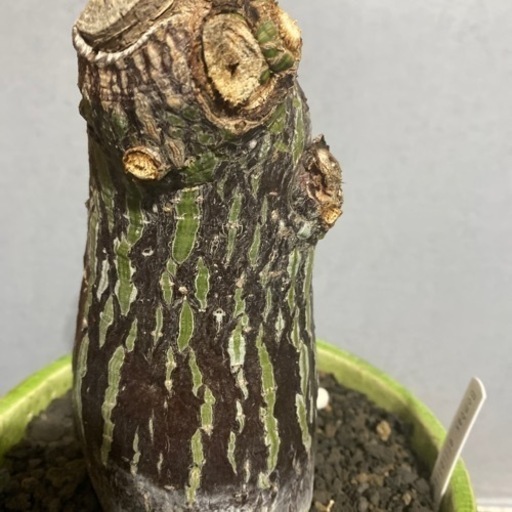 観葉植物　ブセウド、ボンバックス