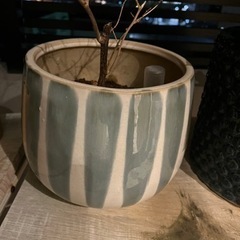 鉢付き　紫陽花、ブーゲンビリアの画像