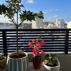 鉢付き　紫陽花、ブーゲンビリアの画像