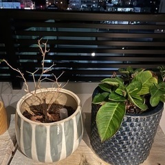 鉢付き　紫陽花、ブーゲンビリアの画像