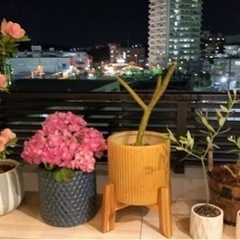 鉢付き　紫陽花、ブーゲンビリア