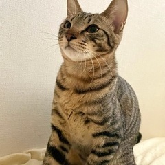 10ヶ月の女の子アンズちゃん