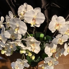 光触媒　胡蝶蘭の画像