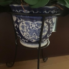 光触媒　胡蝶蘭の画像