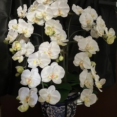 光触媒　胡蝶蘭の画像