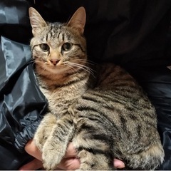 アルくん