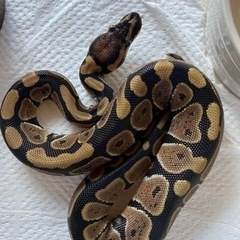 ボールパイソン🐍