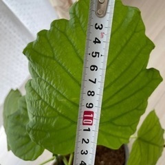 観葉植物　フィカスウンベラータ　高さ約58cmの画像