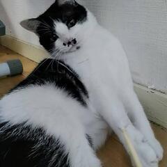 成猫ちゃん − 広島県