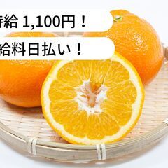 愛媛県松山市吉藤/伊予柑収穫/