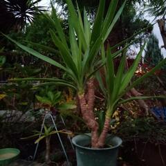 観葉植物の画像