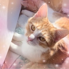 【正式譲渡】❤️美猫❤️茶白メス推定5ヶ月🐈　　　　　　　　　　...