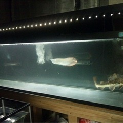 水槽　全面ガラス2000×500×550の画像