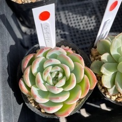 多肉植物 ウォーターリリー 他にもたくさんあります(*^^*)