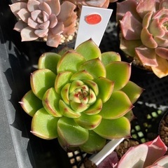 多肉植物 ムーンストーン 他にも色々あります(*^^*)