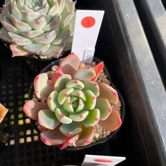 多肉植物 七福美尼 他にも色々あります(*^^*)