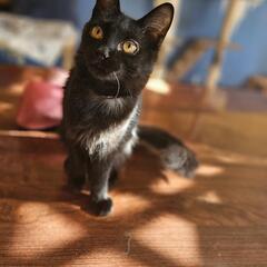 遺棄された子猫6兄妹