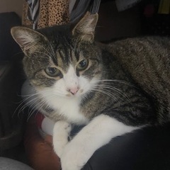 🐱再募集🐱トライアル決定🐱キジ白（キジ多め）目力抜群❣️一歳6ヶ月❣️今度こそッ幸せになってほしい❣️の画像
